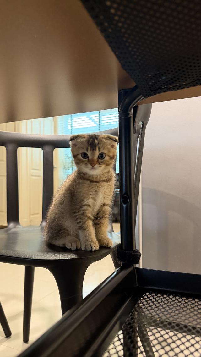 ขายลูกแมวสก็อตติช 2 เดิอน เพศชาย🩵