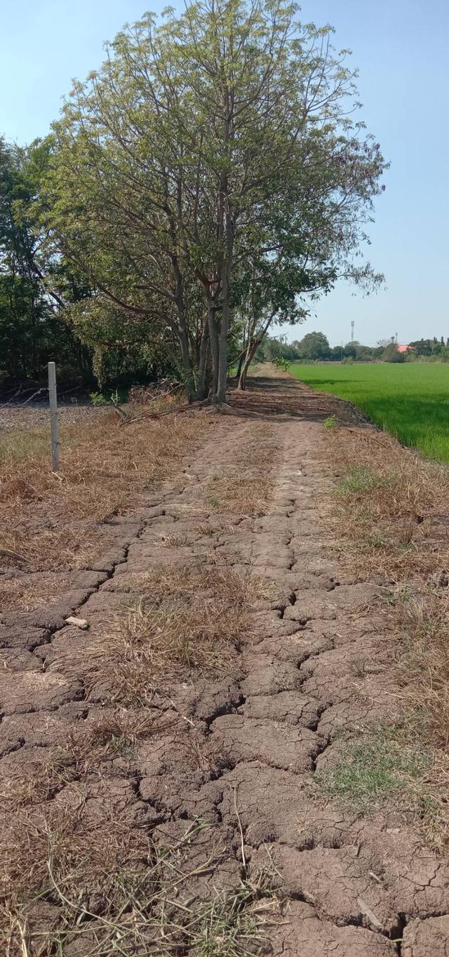 ขายที่ดินเปล่าตำบลราษฎร์นิยม ไทรน้อย เจ้าของขายเองรคาถูก