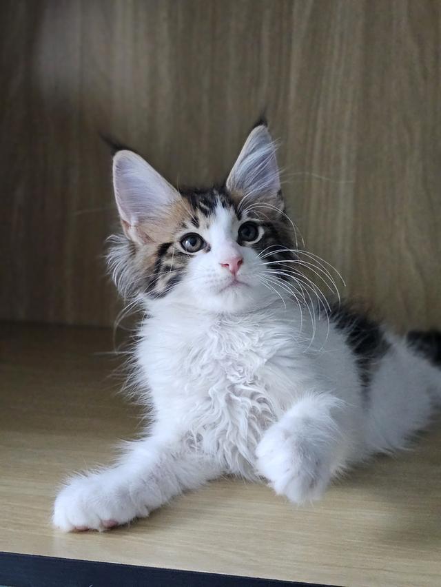 ลูกแมว สายพันธ์เมนคูนแท้ รูปที่ 8