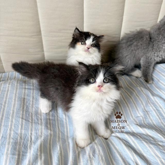 ❌🏠 ได้บ้านแล้ว เปอร์เซียแท้ สามสี/บลู/ขาวดำ