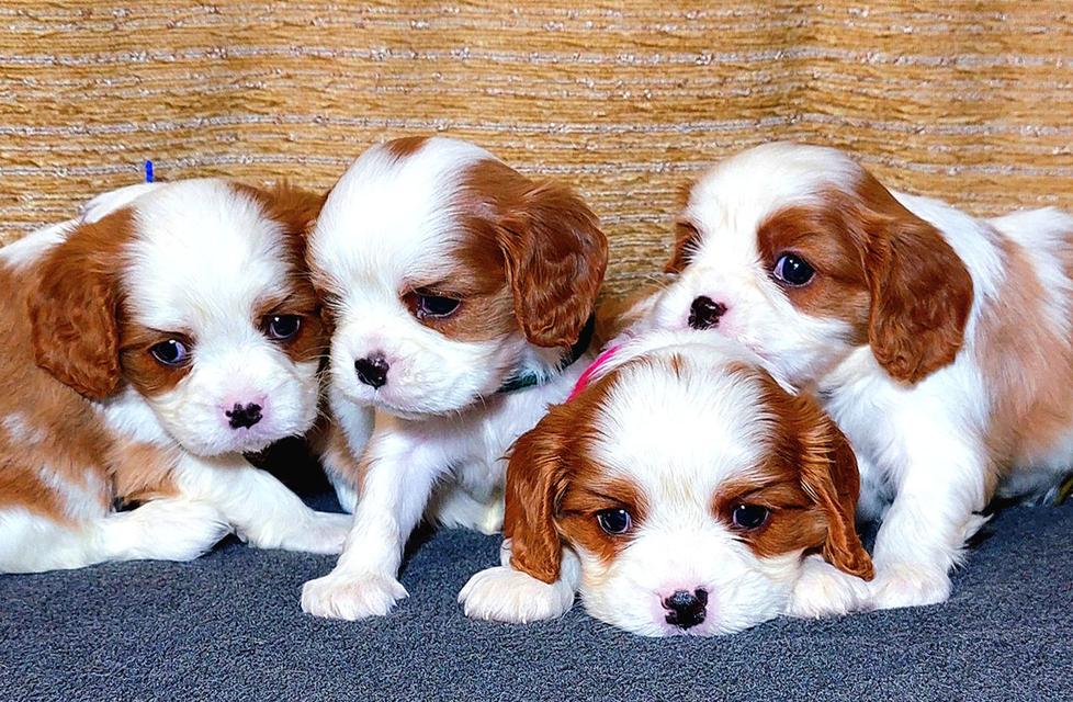 Cavalier King Charles Spaniel puppies  WhatsApp me : +66 63 826 3042 รูปที่ 4
