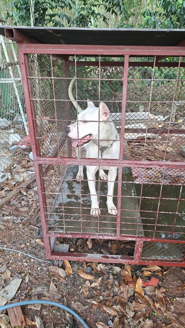 ขายยกคู่โดโกอาเจนติโน่ รูปที่ 2