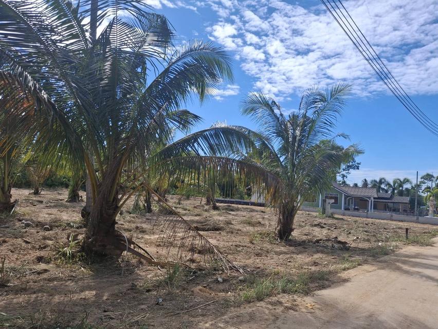 ขายที่ดินห้วยใหญ่ พัทยา 1 ไร่ ชากเเง้ว ซอยสนามบินห้วยใหญ่-พัทยาแอร์ฟิลด์ ใกล้มอเตอร์เวย์7ด่านห้วยใหญ่-3.2กม. อ.บางละมุง ชลบุรี 5