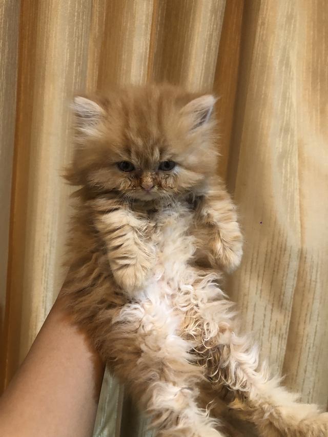 ลูกแมวพันธุ์เปอร์เซีย รูปที่ 4