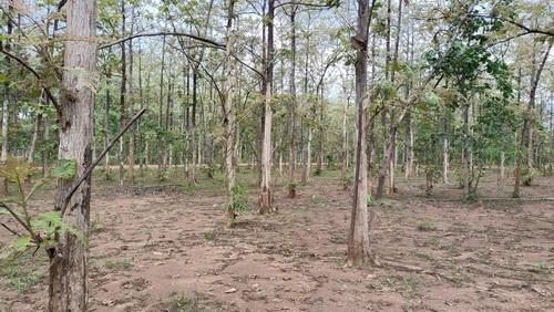 ที่ดินพร้อมสวนป่าสัก 8-2-21 ไร่ ต.ทุ่งยั้ง อ.ลับแล จ.อุตรดิตถ์ รูปที่ 8