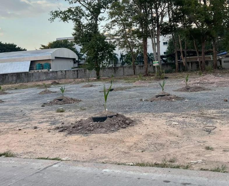 ขายที่ดินบึง หนองแขวะ 2 ไร่ ถมแล้วติดวิทยาลังเทคโนโลยีทางทะเล ใกล้ท่าเรือแหลมฉบัง-10กม. อ.ศรีราชา ชลบุรี 2