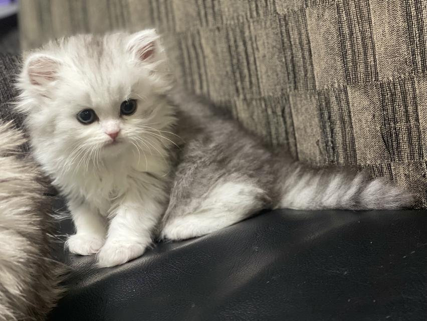 น้องหน้าขาว(เพศผู้)ลูกผสม