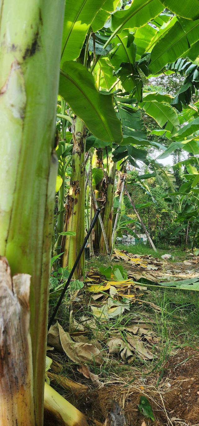 ที่ดินพร้อมสวนกล้วย 2