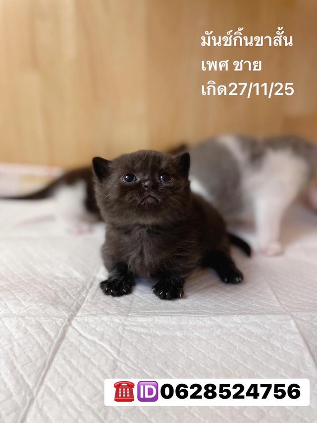 เปิดจองลูกแมวมันช์กิ้นขาสั้น 2