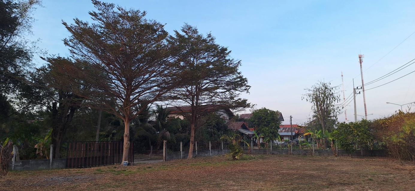 ขายที่ดิน 230 ตร.ว. ติดถนน 4 เลน ตำบลโนนกลาง อ.สำโรง อุบลฯ ใกล้โรงเรียนมัธยม 6