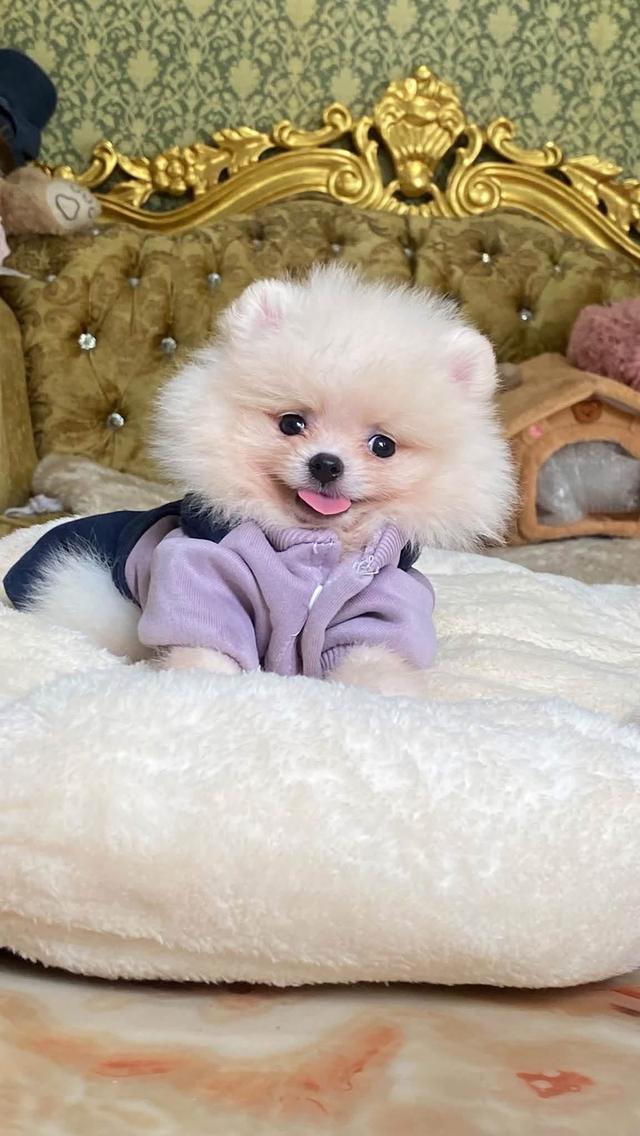 ลูกปอมเมอเรเนียนแท้ น่ารัก ขี้เล่น สดใส ยิ้มเก่ง มาดูตัวจริงได้นะคะ รูปที่ 7