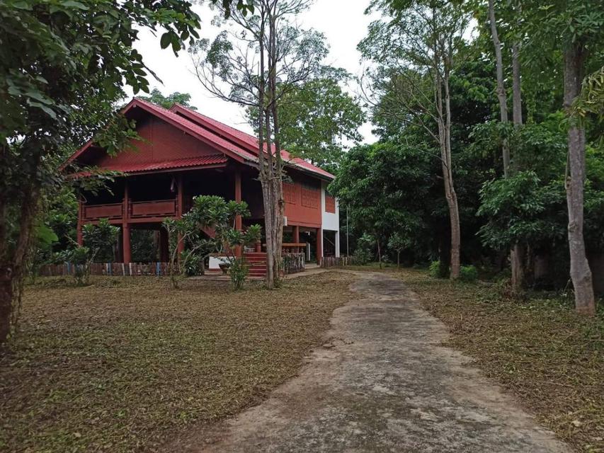 ขาย บ้านสวนจอมปิง ลำปาง บ้านเดี่ยวไม้สักใต้ถุนสูง 2 ห้องนอน 2 ห้องน้ำ  พร้อมสวนลำไย พื้นที่รวม 5 ไร่ 2
