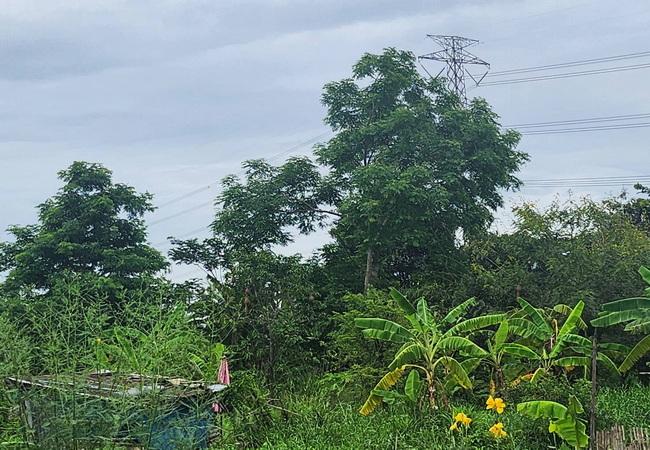 ขายที่ดิน หมู่บ้านนพวงศ์ ถนนปทุมธานี-บางเลน อำเภอลาดหลุมแก้ว ปทุมธานี 6