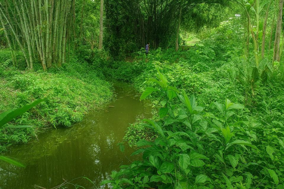 ขายที่ดินติดธารน้ำ-ลำห้วย วิวธรรมชาติ ต.แม่แรม อ.แม่ริม เชียงใหม่ 3.167 ไร่ ราคา 13.6 ล้านบาท 3