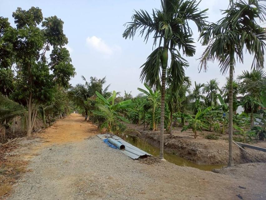 ขายที่ดินเปล่า 4 ไร่ 27 ตร.วา ติดคลอง บรรยากาศดี เหมาะสร้างบ้านสวน ทำเกษตร ต.บางไผ่ อ.เมือง จ.ฉะเชิงเทรา 11