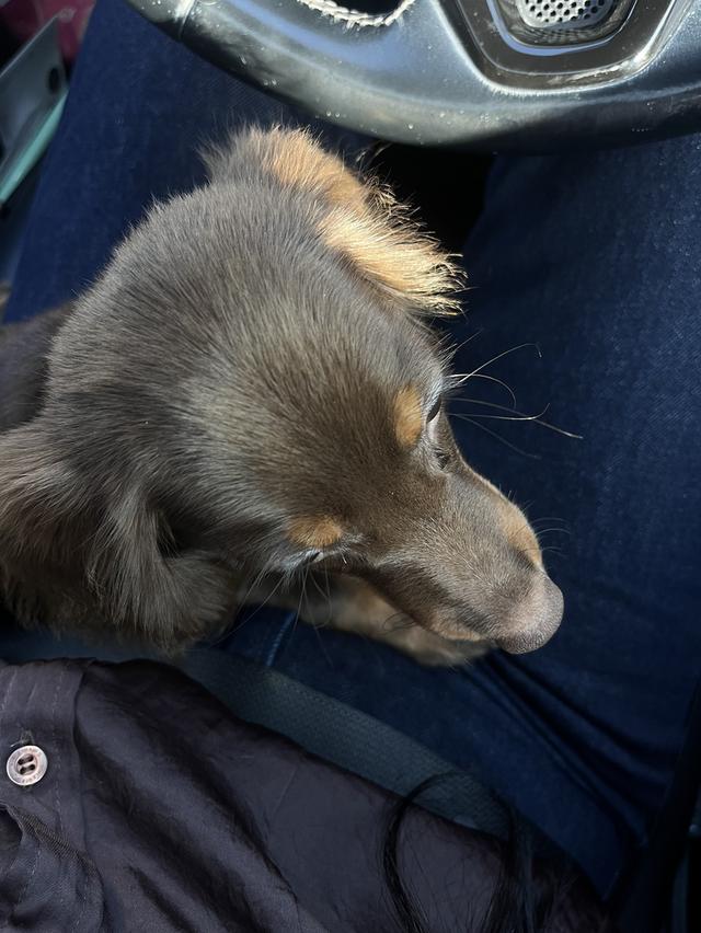 ดัชชุนมินิ brown tan  2