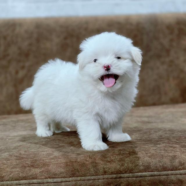 น้องปุยเมฆชิสุผสมพุดเดิ้ล 2