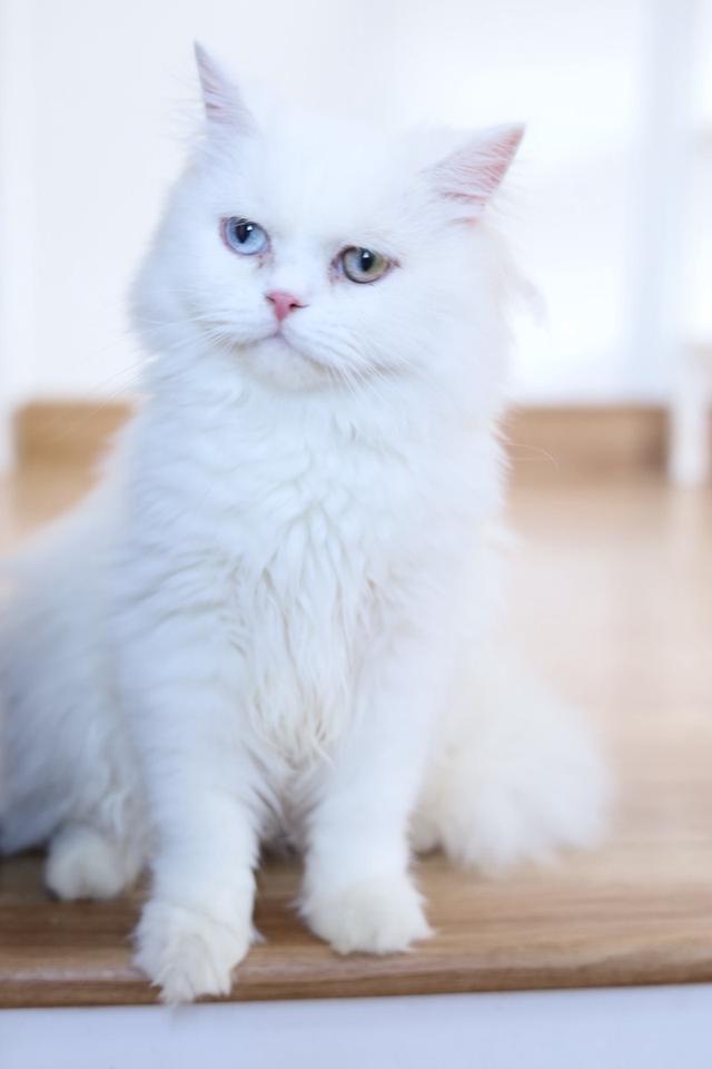 ขายแมวเปอร์เซียตาสองสีน่ารัก รูปที่ 9