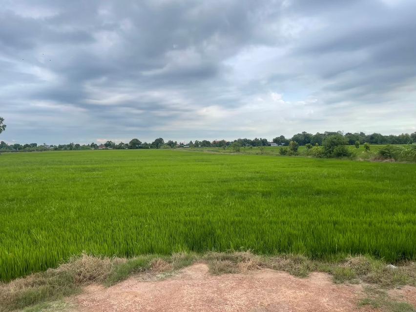 ทำเลทอง ขาเข้าฉะเชิงเทรา ใกล้แยกบางคล้า ติดถนนสายหลัก 304 การคมนาคมสะดวก เหมาะสำหรับพัฒนาโครงการขนาดใหญ่ 2