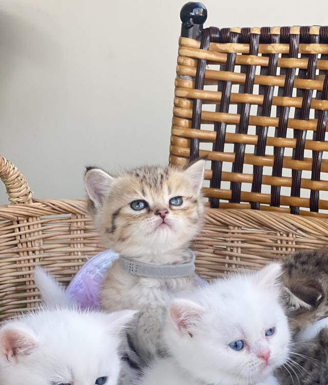 ❌️ดช.จุนโฮ (ได้บ้าน)