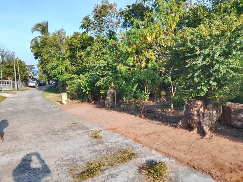 ขายที่ดินแปลงสวย เนื้อที่ 300 ตร.ว. ทำเลชุมชนบ้านหนองบัวลาย อ.บัวลาย จ.นครราชสีมา 2