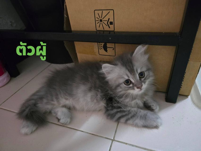 ลูกแมวเปอเชียแท้ขนฟู