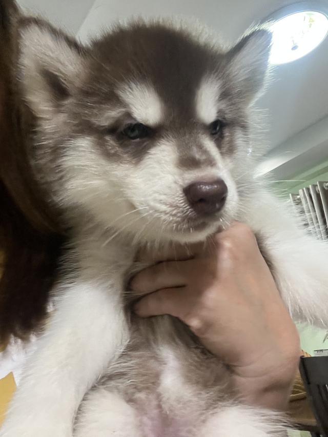สุนัขอลาสกัน+ไซบีเรียน 2 เดือน 4000 ปทุมธานี รูปย่อยที่ 4