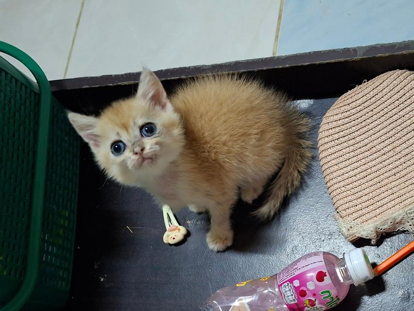 บริติชน้องมีตำหนิเชื้อราค่ะ