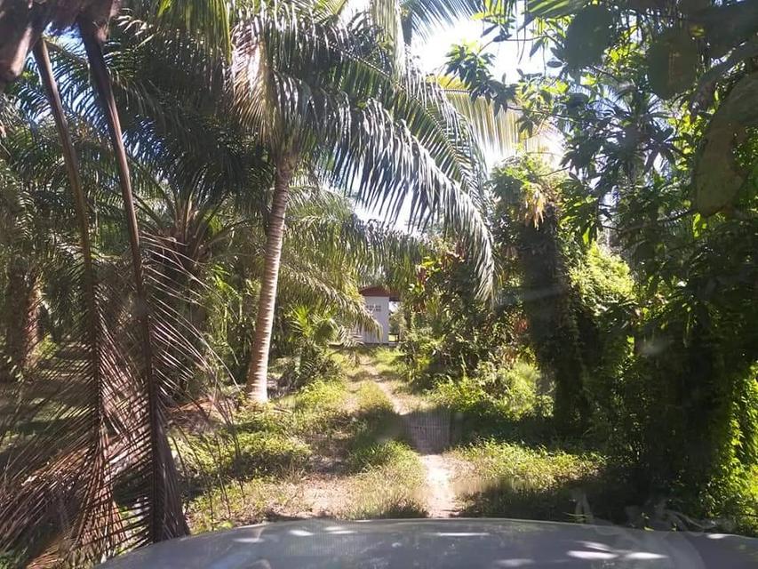 ที่ดิน สวนปาล์มน้ำมัน อ.หลังสวน จ.ชุมพร 15
