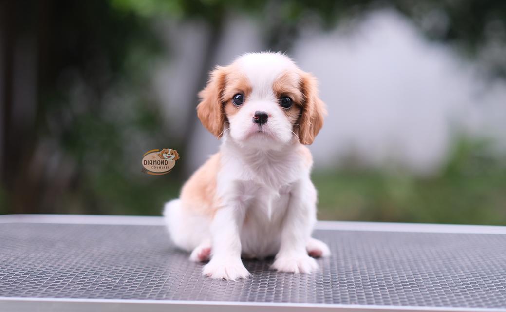 ลูกคาวาเลียร์ เพศผู้ ลูกพ่อไทยแชมป์