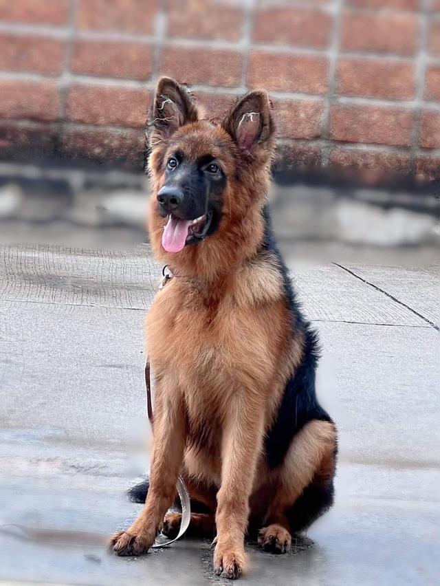 German Shepher 2