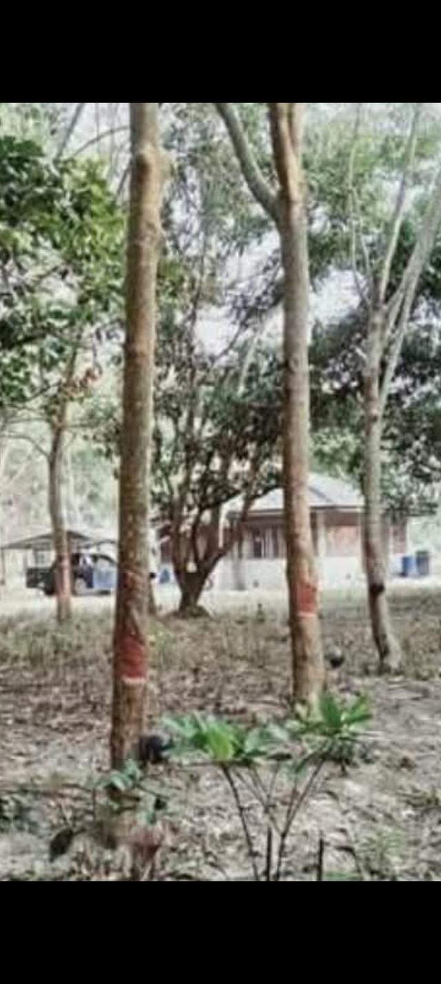 บ้าน1ห้องนอน 2ห้องน้ำและที่ดิน 3