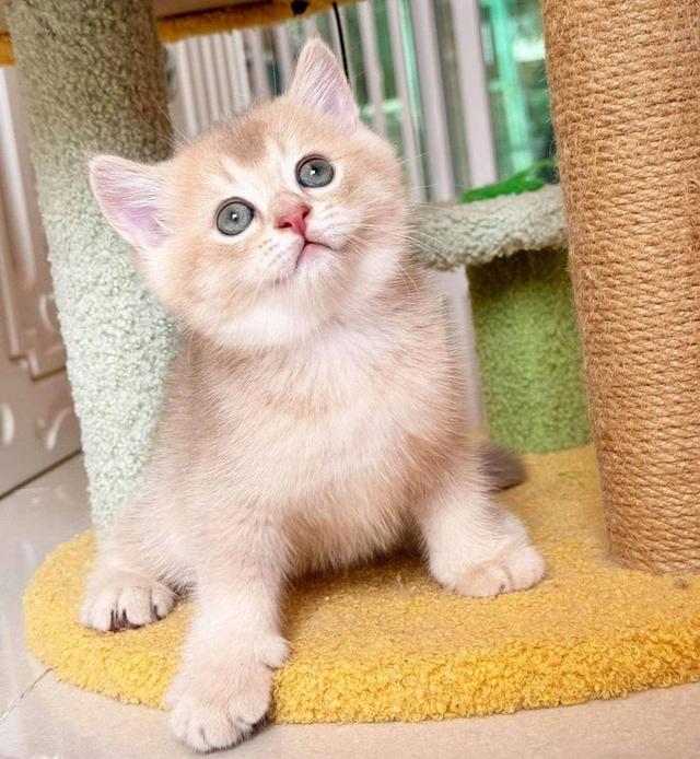 หาบ้านให้น้อง British Shorthair 3