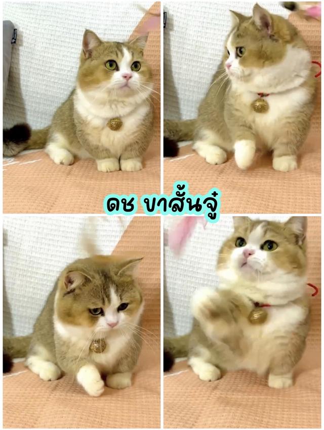 แมบมันช์กิ้น ขาสั้นจู๋อายุ4เดือน เด็กผู้ชาย