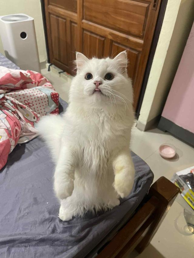 เด็กชายขาวต้าวอ้วง 3