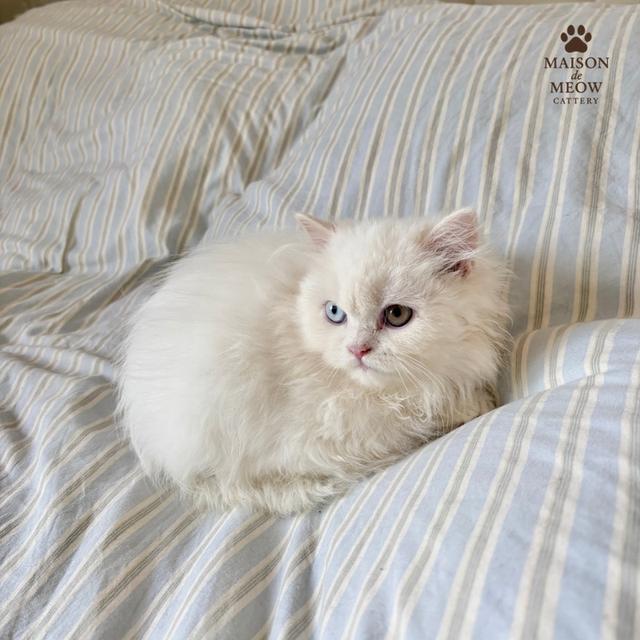 ❌🏠ได้บ้านแล้ว เปอร์เซียแท้ ตาสองสี ดช👦🏻 3