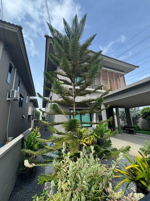 P806 ให้เช่า บ้าน 2 ชั้น โคโม่ โบทานิก้า บางนา Como Botanica Bangna หลังริม ใกล้เมก้าบาง 1