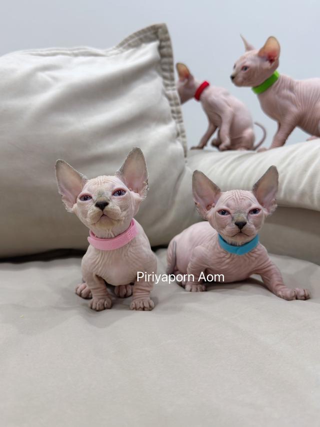 สฟิงซ์ อายุ1 เดือนครึ่งขาสั้น