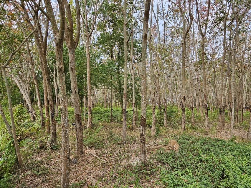 ขายที่ดินสวย 28 ไร่ ใกล้ถนนสุขุมวิท แกลง จ.ระยอง ที่ดินแปลงใหญ่ ทำเลดีมาก 3