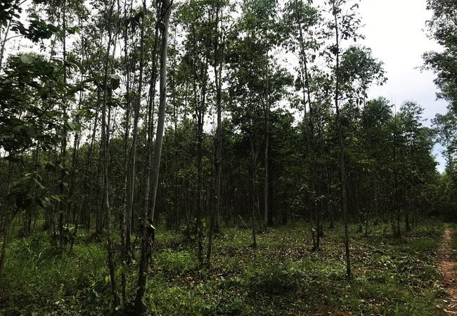 ขายที่ดิน บ้านแก้ง เมืองสระแก้ว เนื้อที่ 4-1-60 ไร่ ราคาต่อรองได้