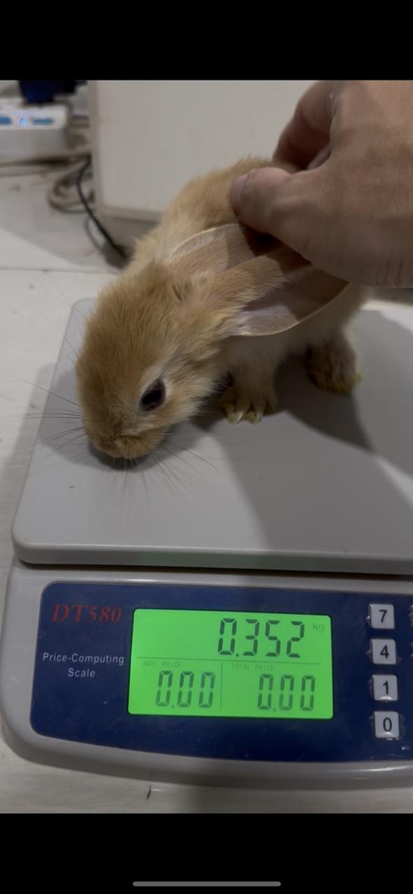 ค่าจองลูกกระต่ายยักษ์ Flemish Giant   พร้อมย้ายบ้าน อายุ 40-45 วัน โครงสร้างใหญ่ แข็งแรง ฟาร์มดูแลดี ปลอดโรค   3