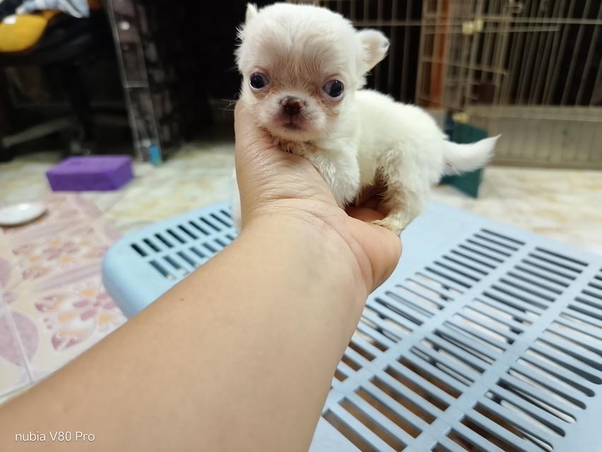 ชิวาว่าแท้ขนยาว จิ๋วมาก ไม่แปลงร่าง รูปที่ 8