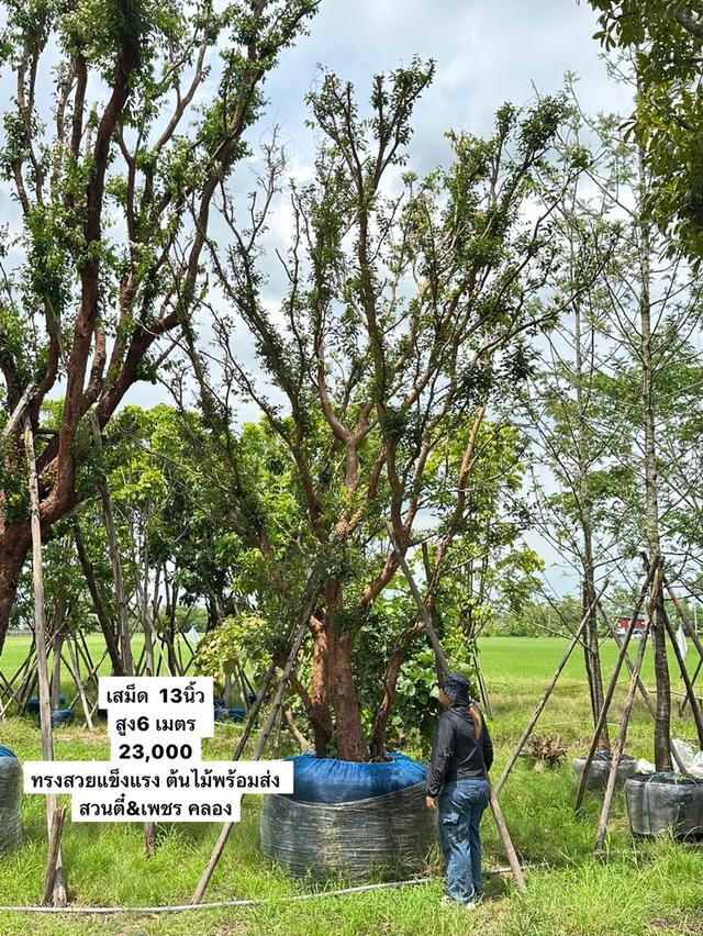 เสม็ดแดง