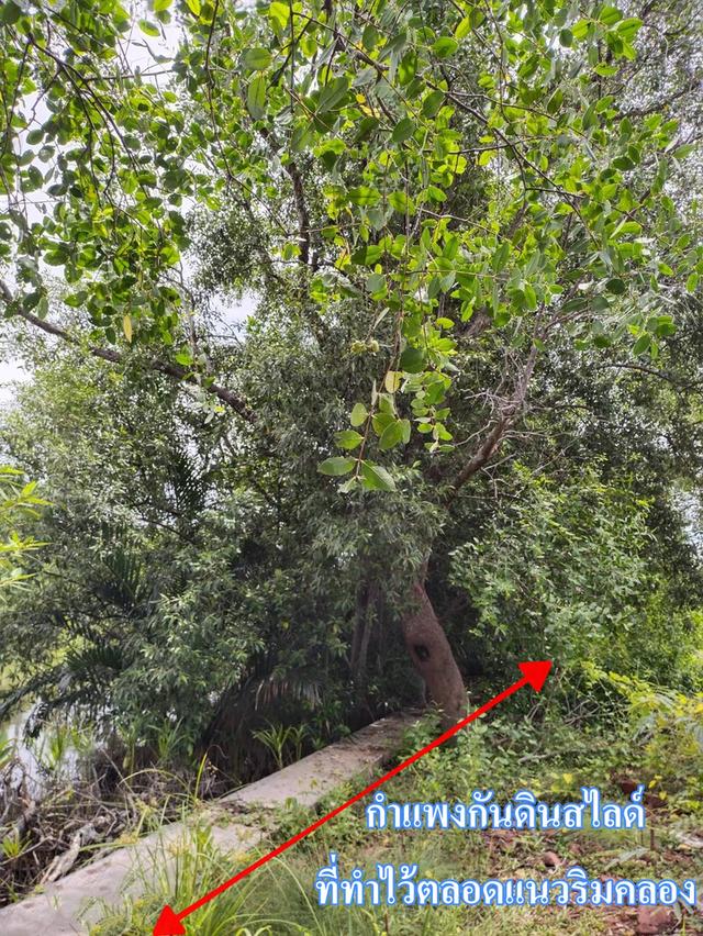 ขายหรือให้เช่า ระยะยาว ที่ดิน 6 ไร่เศษ ติดคลองสุนัขหอน ติดถนนทางหลวง สส.5007 (ลาดใหญ่-สมุทรสงคราม) ต.ลาดใหญ่ อ.เมือง จ.สมุทรสงคราม 2