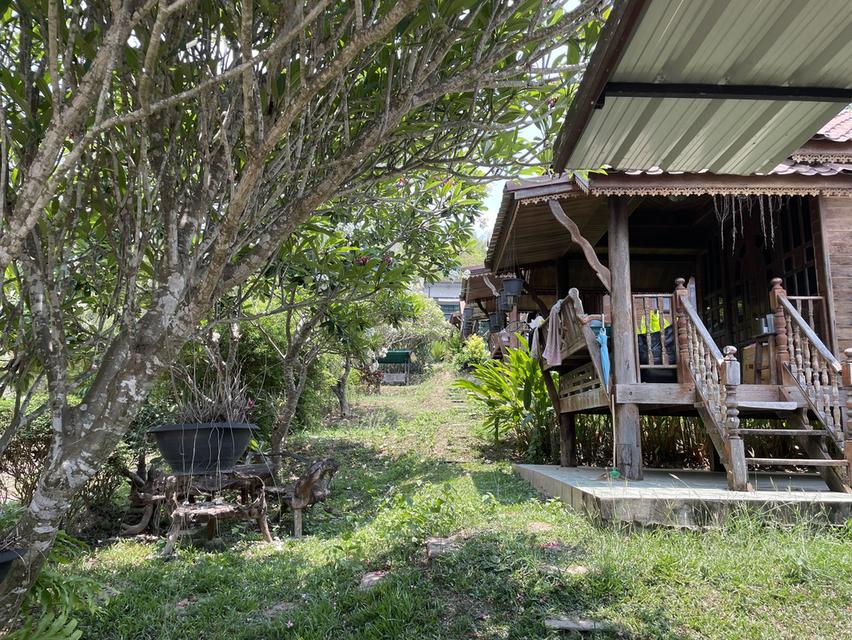 ขายที่ดินพร้อมสิ่งปลูกสร้าง จังหวัดเลย 4แปลง เนื้อที่ รวม 2ไร่ 91 ตรว 10