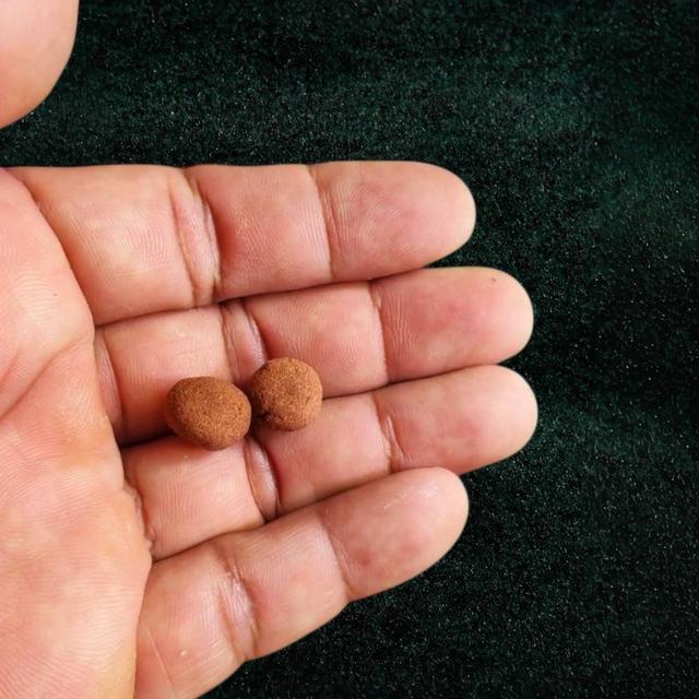 ลูกอม ผงยาจินดามนี หลวงพ่อทองอยู่ วัดท่าเสา สมุทรสาคร (2ลูก)สหธรรมมิกหลวงปู่เพิ่ม วัดกลางบางแก้ว