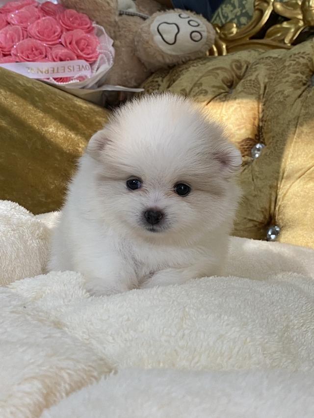 ลูกปอมแท้ น่ารัก อ้วนกลมหมี แข็งเเรง สุขภาพดี รูปย่อยที่ 4