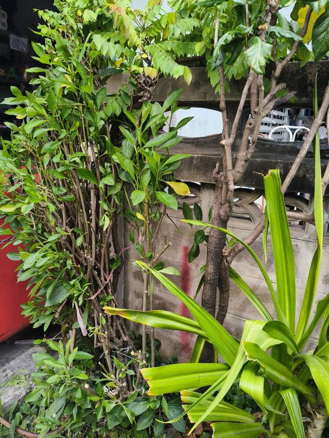 อสังหา 7