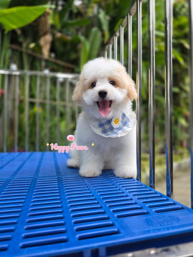 น้องหมาพุดเดิ่ลชิสุห์