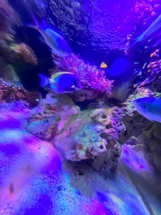 ปลาบลูแทงค์สีสวย 1